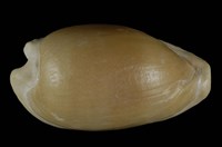 藏品(排齒寶螺)的圖片